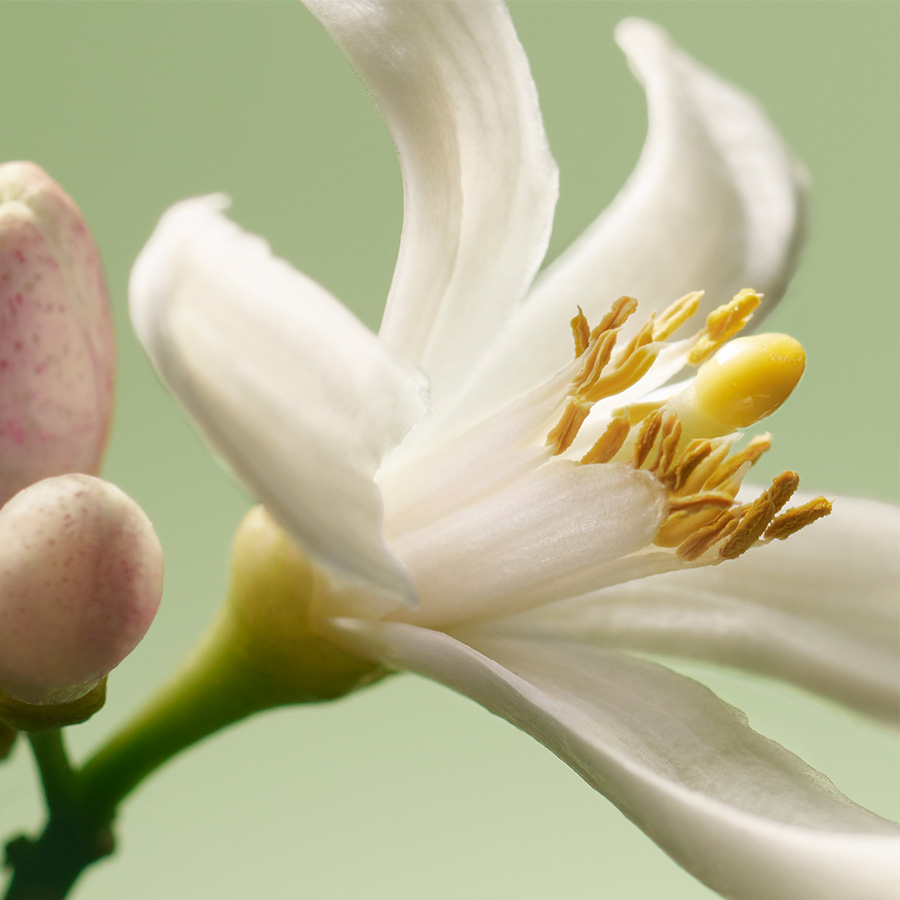Photo en close-up d'une fleur d'oranger