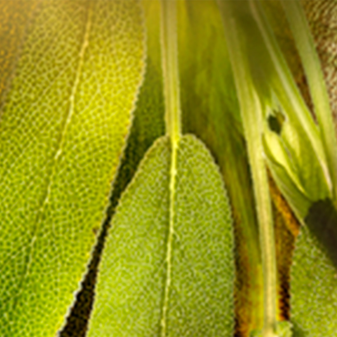 Close-up van groene, getextureerde salieblaadjes