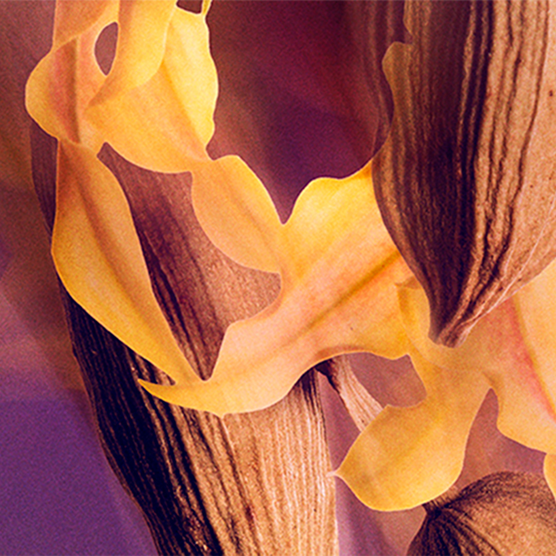 Fleur d’ylang-ylang délicate avec gousses de vanille