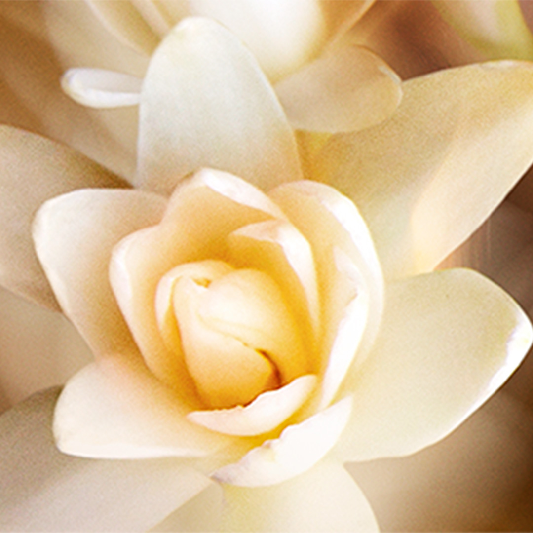 Close-up van een witte bloem met delicate bloemblaadjes