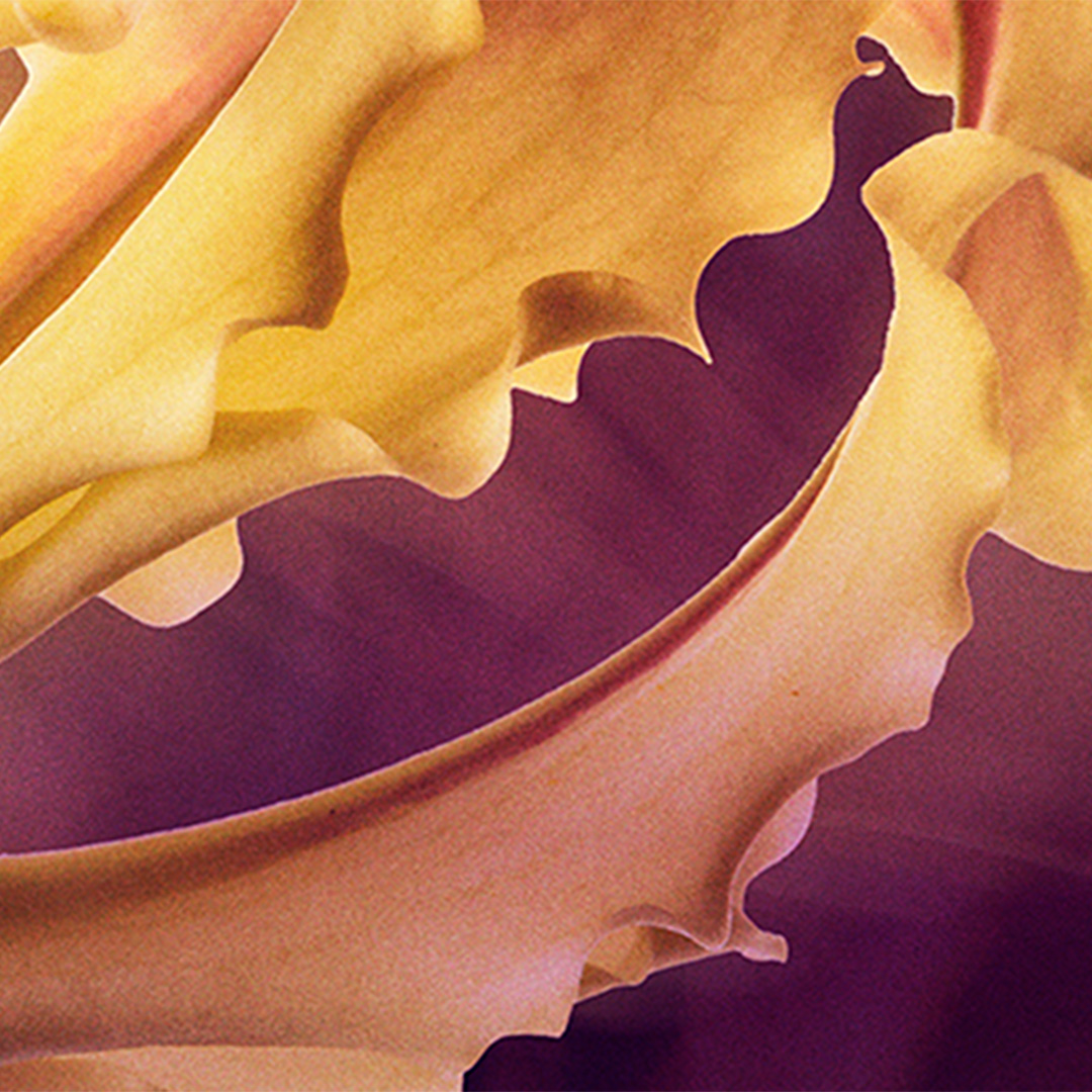 Gros plan sur les pétales ondulés d’une fleur d’ylang-ylang