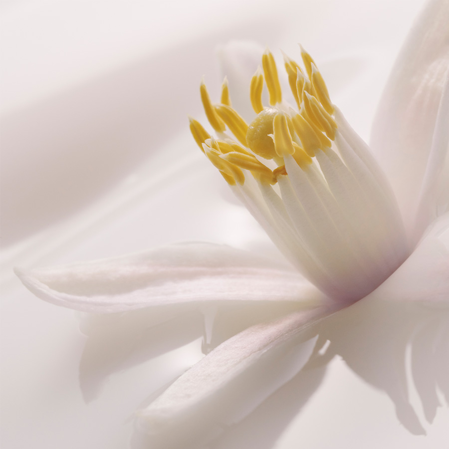 Photo en close-up d'une fleur de néroli