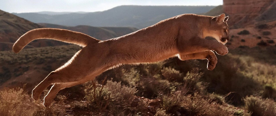 Een poema springt midden in de canyon